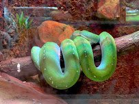 World of Reptiles and Friends photo 4
