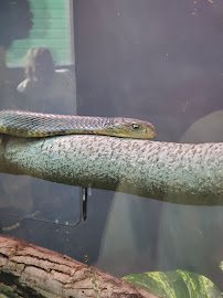 World of Reptiles and Friends photo 5