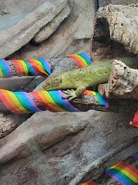 World of Reptiles and Friends photo 6