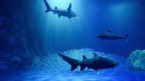 Georgia Aquarium photo 2