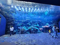 Georgia Aquarium photo 3