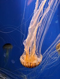 Georgia Aquarium photo 4