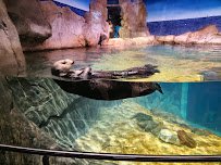 Georgia Aquarium photo 5
