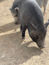 One Of A Kind Petting Zoo photo 4