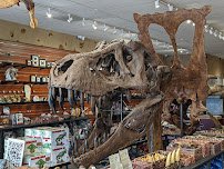 Tyrannostorus photo 3