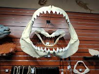 Tyrannostorus photo 6