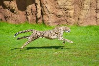 Heart of Africa photo 3