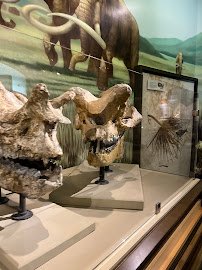 Raymond M. Alf Museum of Paleontology photo 6