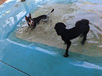 Love My Dog Resort & Waterpark