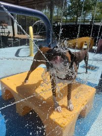 Love My Dog Resort & Waterpark photo 5