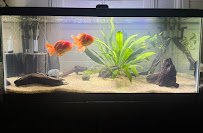 Crystal Clear Aquariums