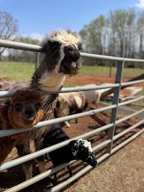 Animals R Us Petting Zoo photo 3