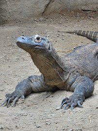 Schlessman Family Foundation Tropical Discovery photo 3