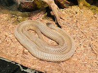 Schlessman Family Foundation Tropical Discovery photo 4