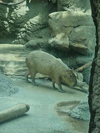 Schlessman Family Foundation Tropical Discovery photo 5