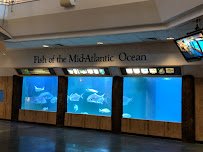 Atlantic City Aquarium