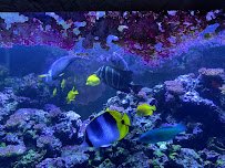 Atlantic City Aquarium photo 2