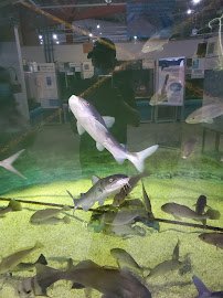 Alabama Aquarium at the Dauphin Island Sea Lab photo 3