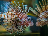 Alabama Aquarium at the Dauphin Island Sea Lab photo 4