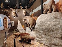 Brookshire's Wildlife Museum