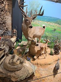 Brookshire's Wildlife Museum photo 2