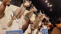Brookshire's Wildlife Museum photo 4