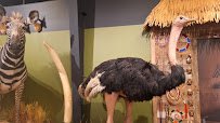Brookshire's Wildlife Museum photo 6