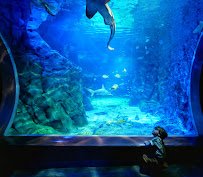 St. Louis Aquarium at Union Station photo 4