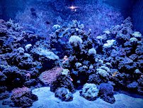 St. Louis Aquarium at Union Station photo 5