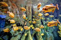 St. Louis Aquarium at Union Station photo 6