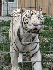 Hovatter’s Wildlife Zoo photo 4