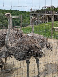 Hovatter’s Wildlife Zoo photo 5