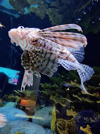 Living Shores Aquarium photo 3