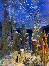 Living Shores Aquarium photo 4