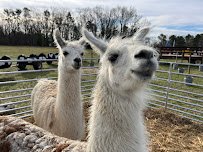 The Pint Sized Pasture photo 3