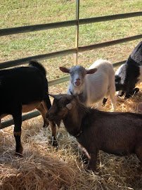 The Pint Sized Pasture photo 6