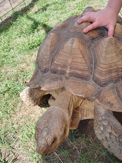 Pete's Safari photo 6