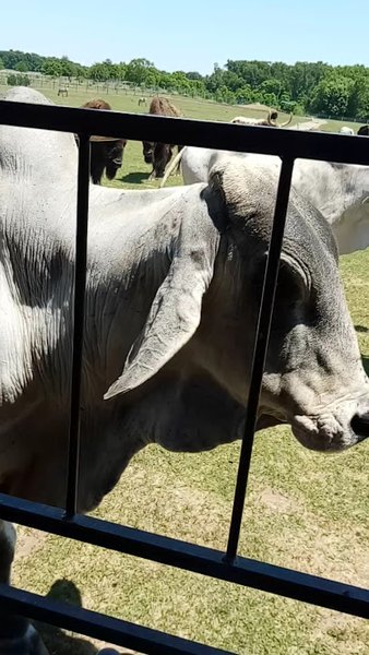 Dutch Creek Farm Animal Park photo 2