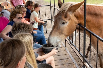 Dutch Creek Farm Animal Park photo 6