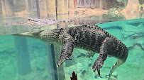 Gulf Coast at Fort Worth Zoo photo 2
