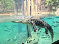 Gulf Coast at Fort Worth Zoo photo 4