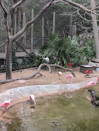 Gulf Coast at Fort Worth Zoo photo 5