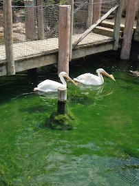 Gulf Coast at Fort Worth Zoo photo 6