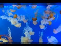 Newport aquarium photo 3