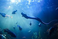 Newport aquarium photo 5