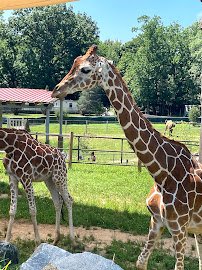 The Maryland Zoo in Baltimore photo 4