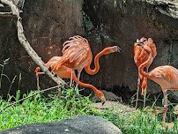 The Maryland Zoo in Baltimore photo 5