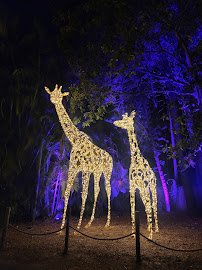 Zoo Lights at Palm Beach Zoo photo 3