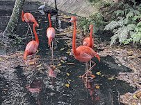 Zoo Lights at Palm Beach Zoo photo 5