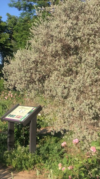 UC Davis Arboretum Teaching Nursery photo 2